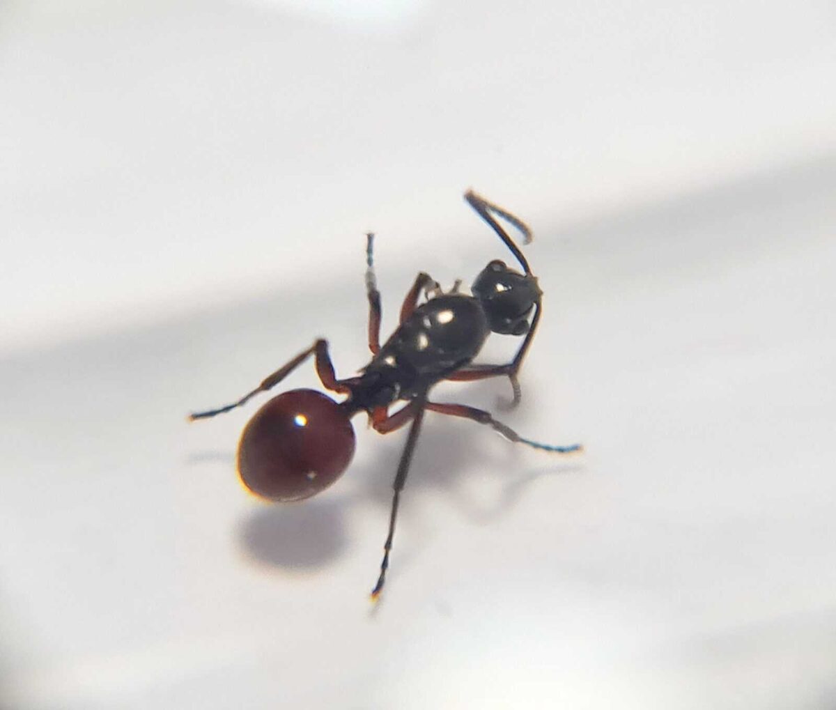 „Suplement Polyrhachis mitrata: Naturalne składniki witalności”