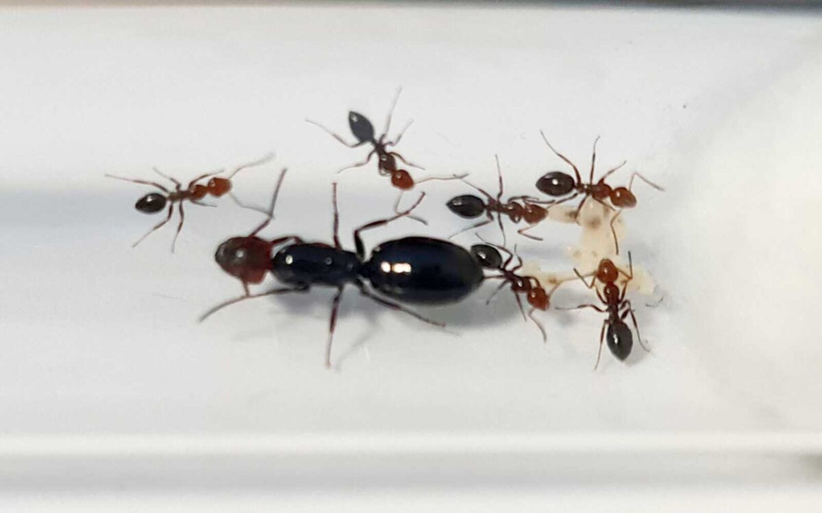 Camponotus lateralis - Permettre une gestion efficace de la main-d'œuvre