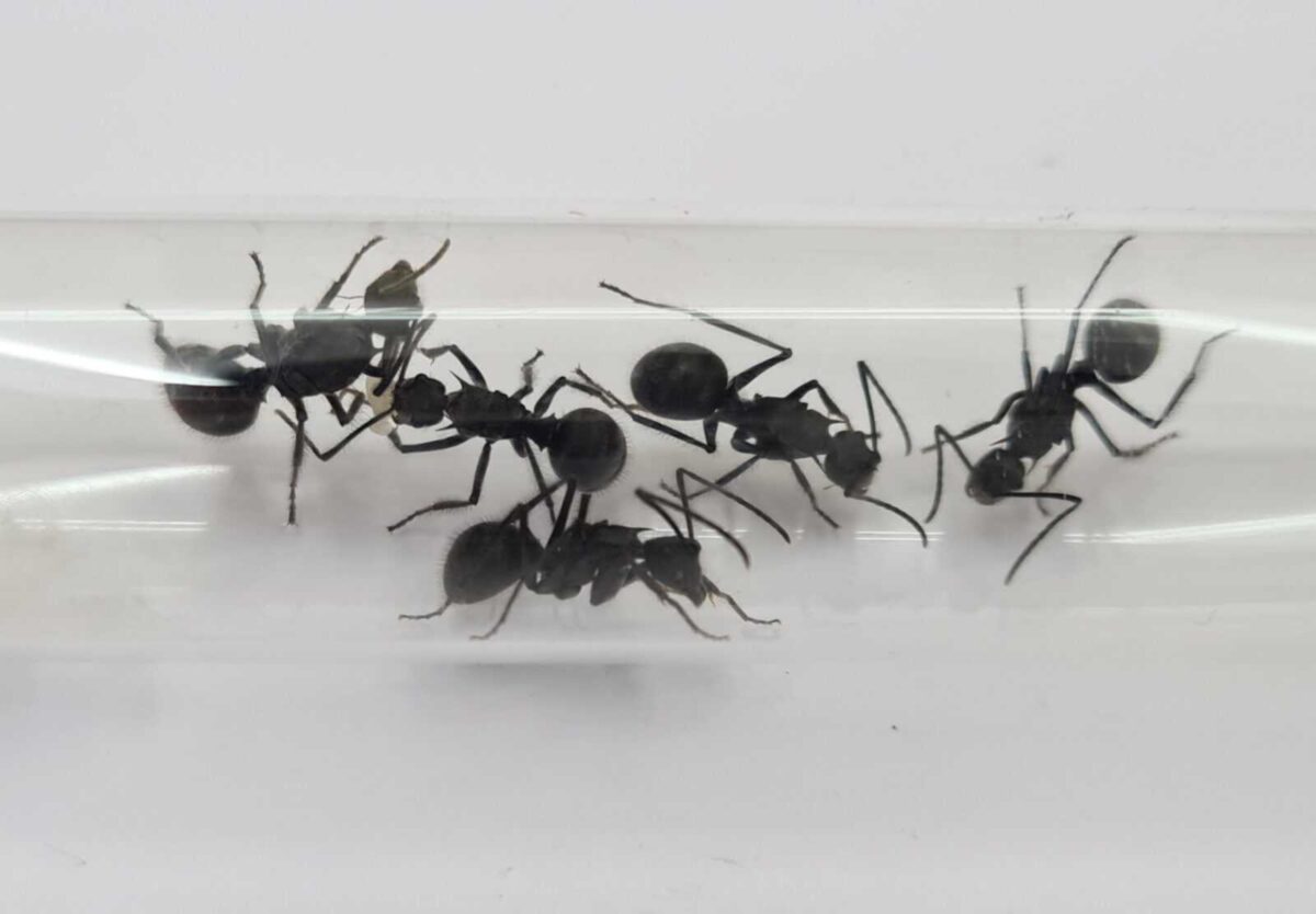 „Polyrhachis risoxa: potężny naturalny suplement zdrowotny”