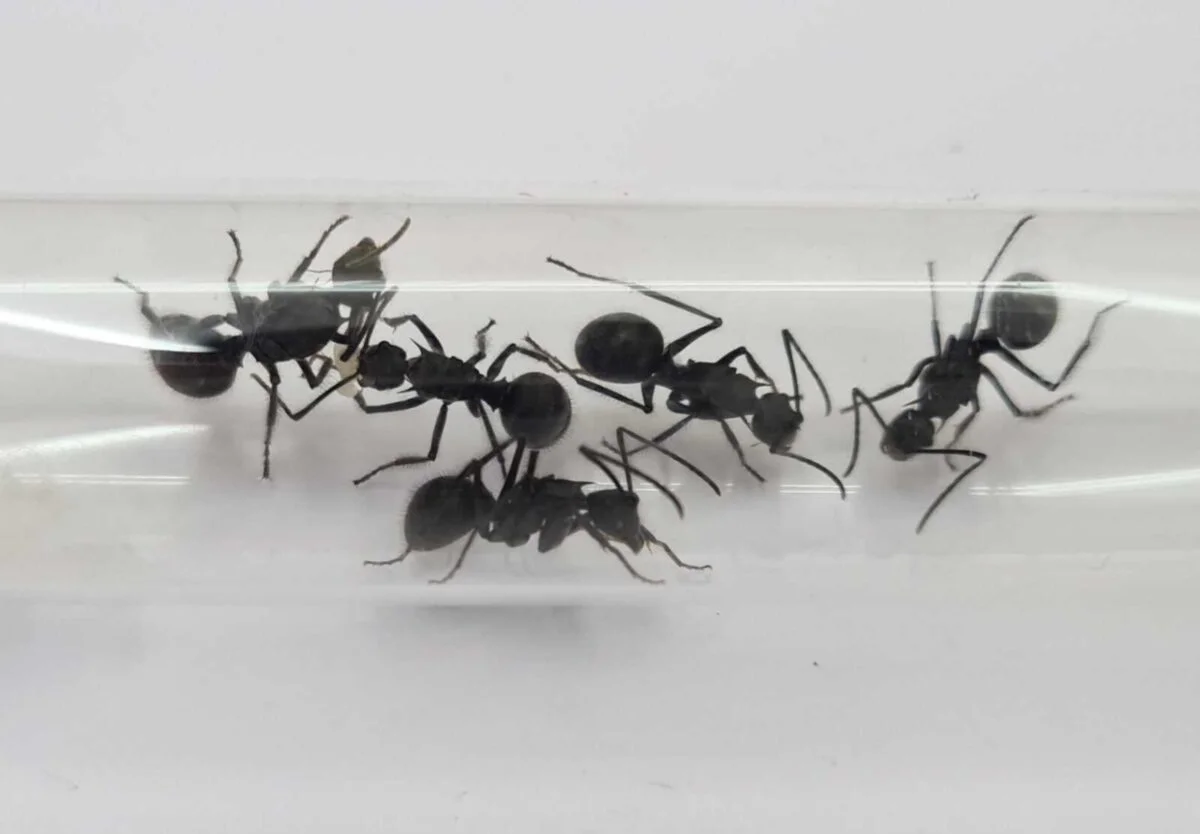 «Polyrhachis risoxa: Потужна природна оздоровча добавка»