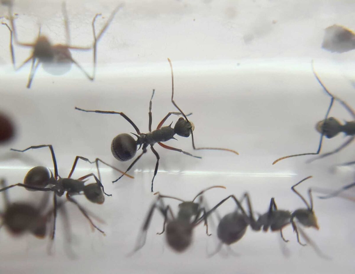 „Polyrhachis muelleri: Natürliche Ergänzung für optimale Gesundheit“