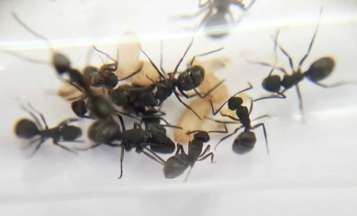 Integratore alimentare 'Polyrhachis halidayi', rimedio naturale.