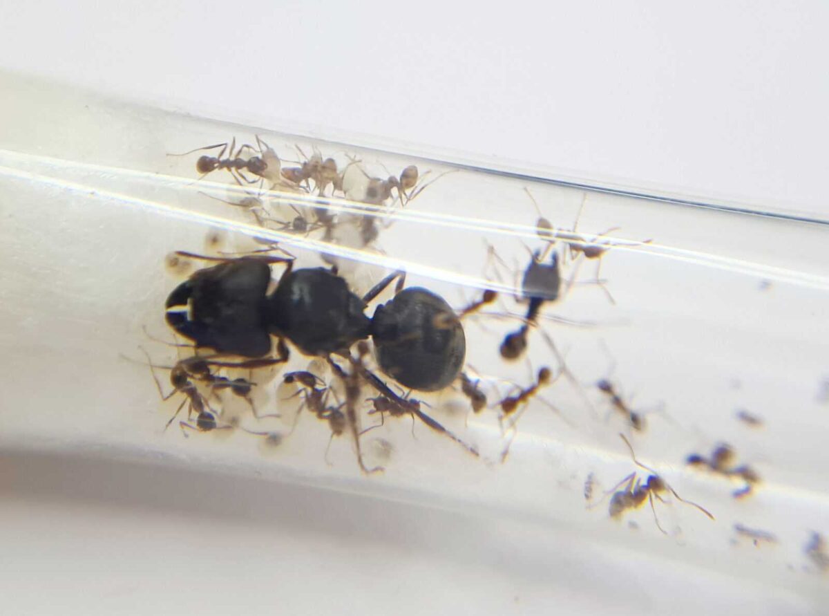 "Hormiga Pheidole sinica: duradera, eficiente y trabajadora".