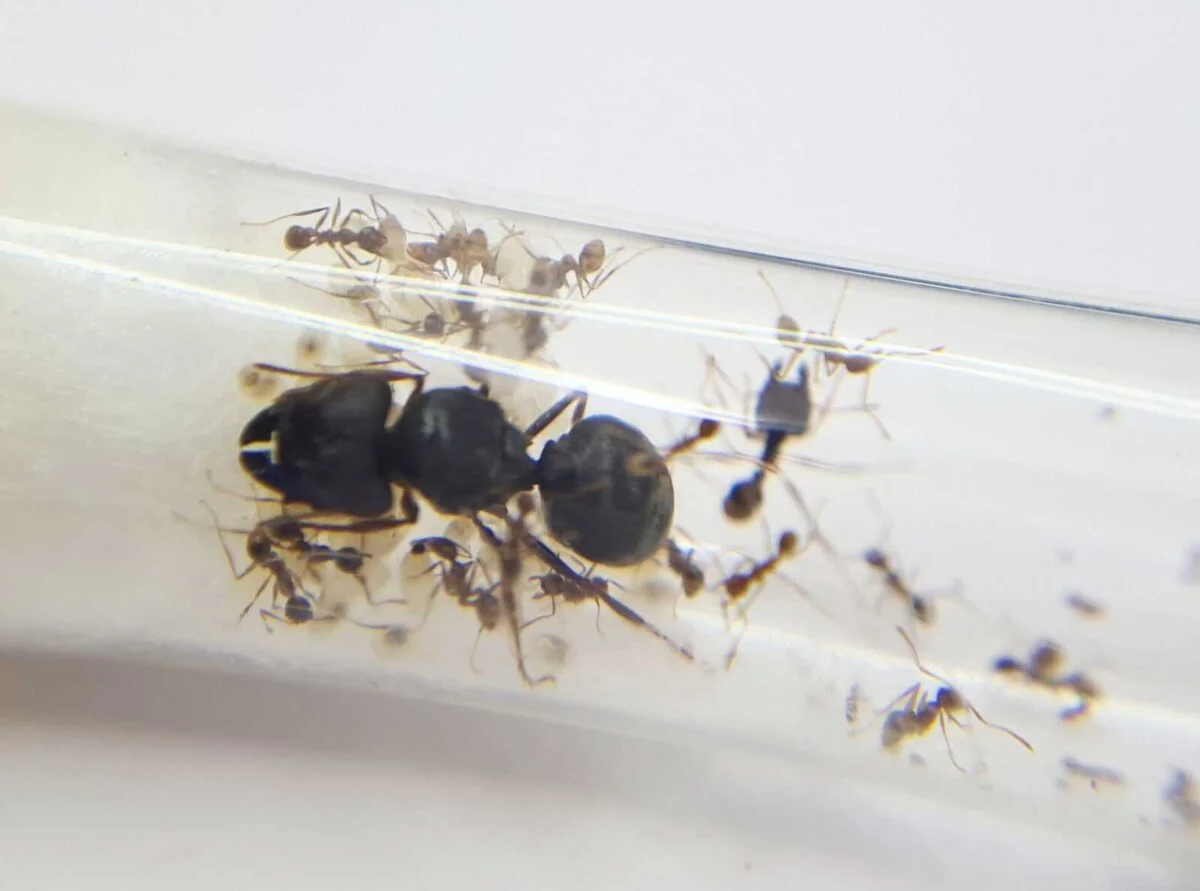 «Мураха Pheidole sinica: міцний, ефективний і працьовитий».