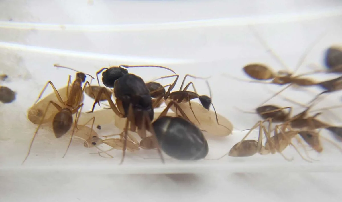 "Colonie de fourmis Camponotus arrogans à vendre."