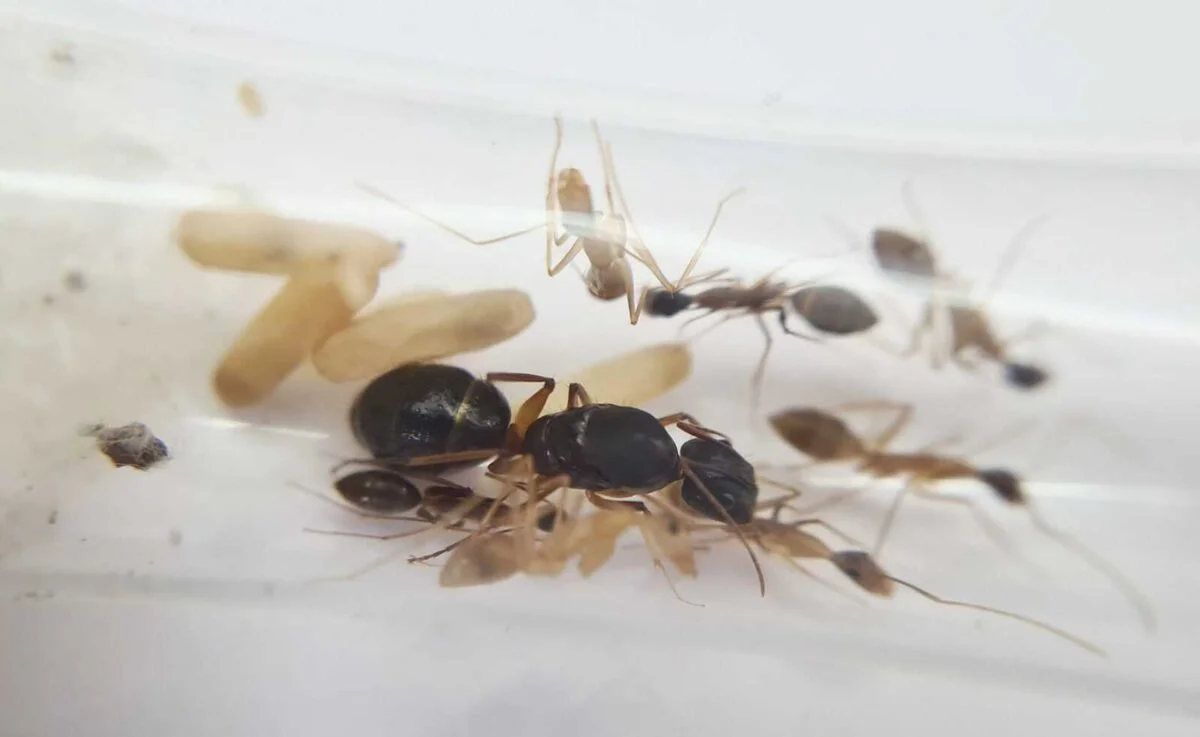 "Camponotus arrogans, une espèce de fourmi remarquable."