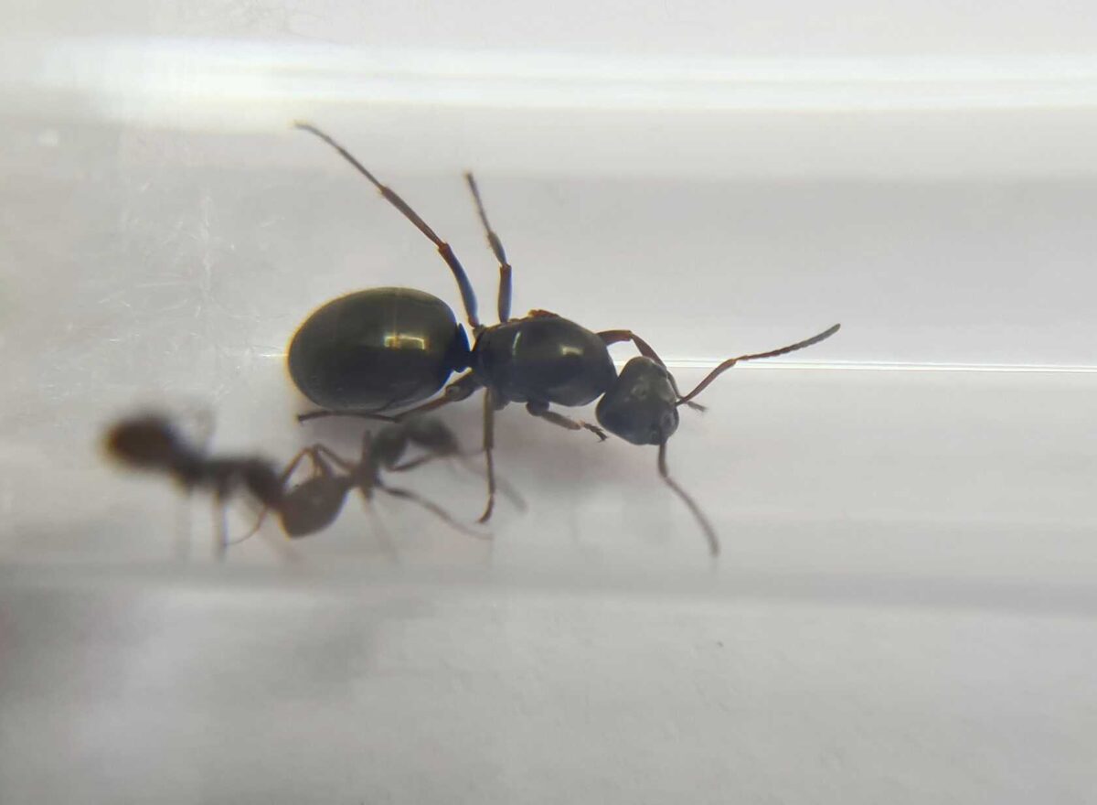 "Formica lemani - Calidad y elegancia excepcionales."