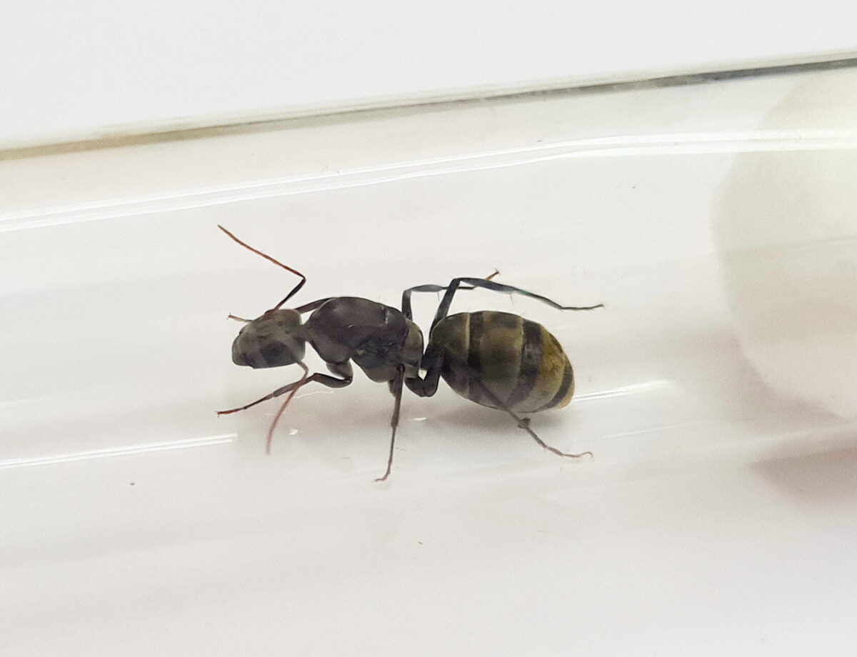 „Camponotus cinctellus, ein langlebiges und vielseitiges Produkt.“