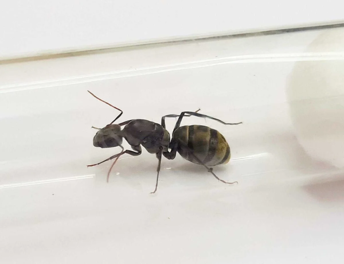 «Camponotus cinctellus, міцний і універсальний продукт».