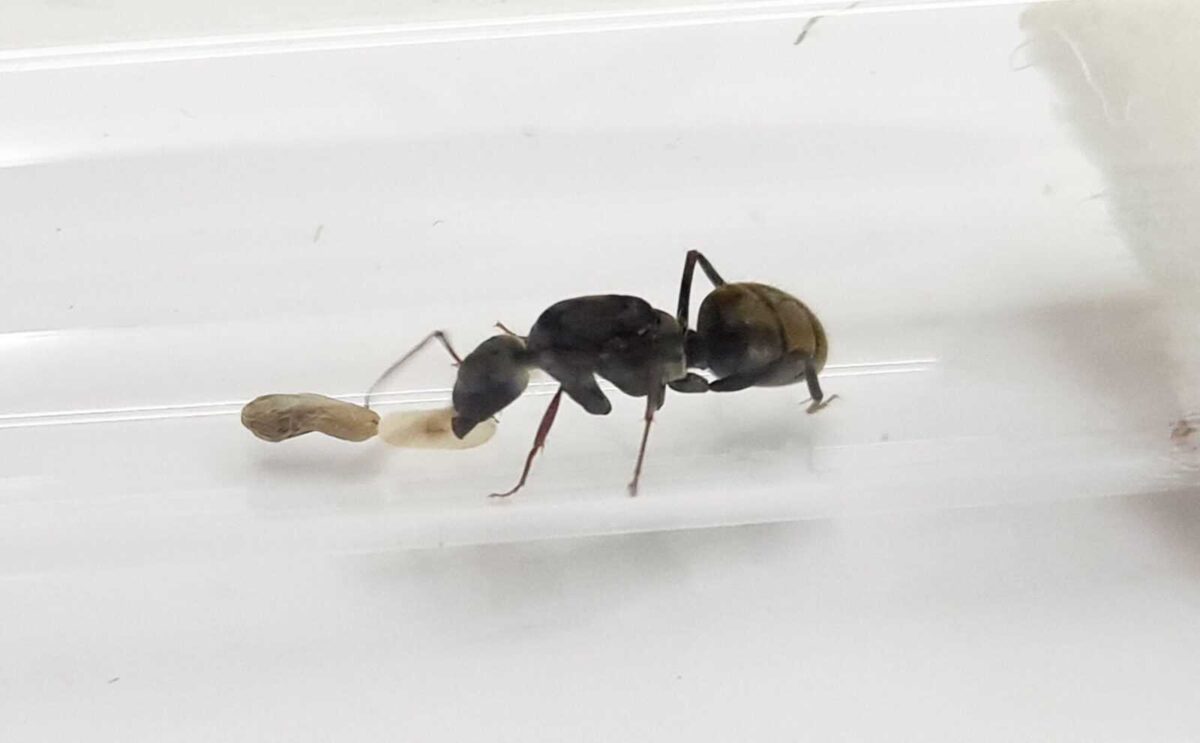 "Camponotus flavomarginatus: Ant species with yellow margins"