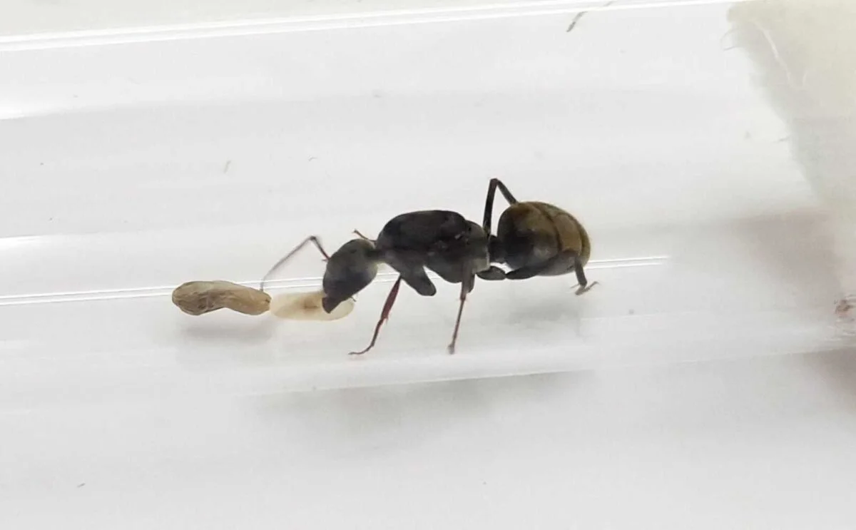 "Camponotus flavomarginatus: види мурашок із жовтими краями"