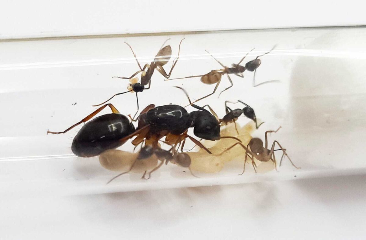 „Kolonia mrówek Camponotus atriceps w środowisku”