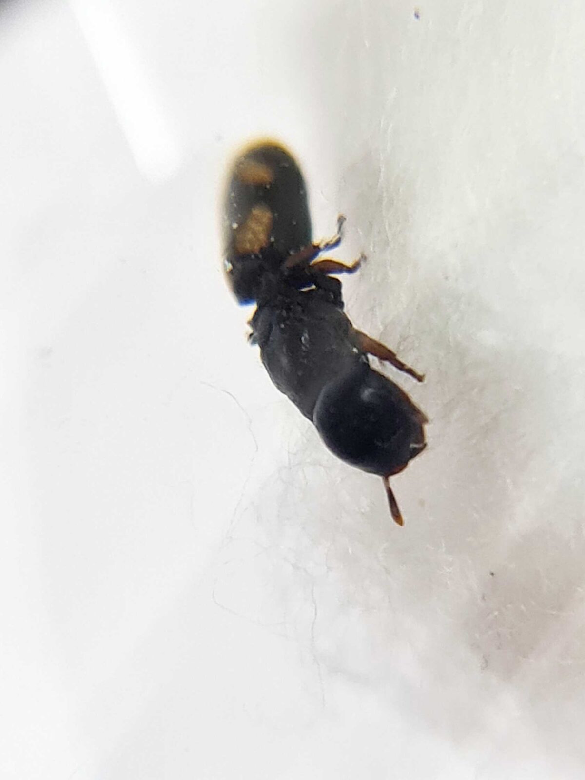 Cephalotes minutus product: tiny and extraordinary.