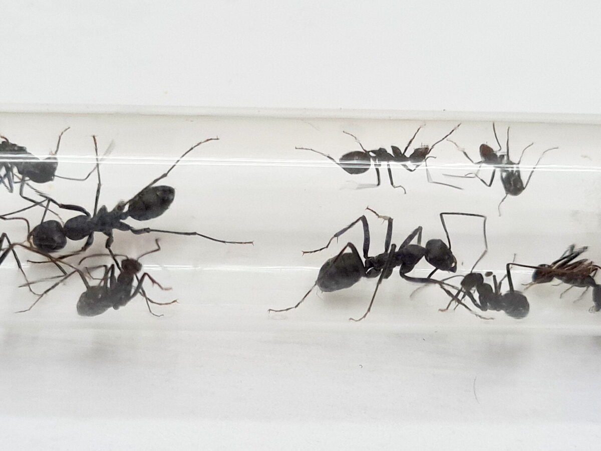 "Cataglyphis hispanica – agile and resilient ant"