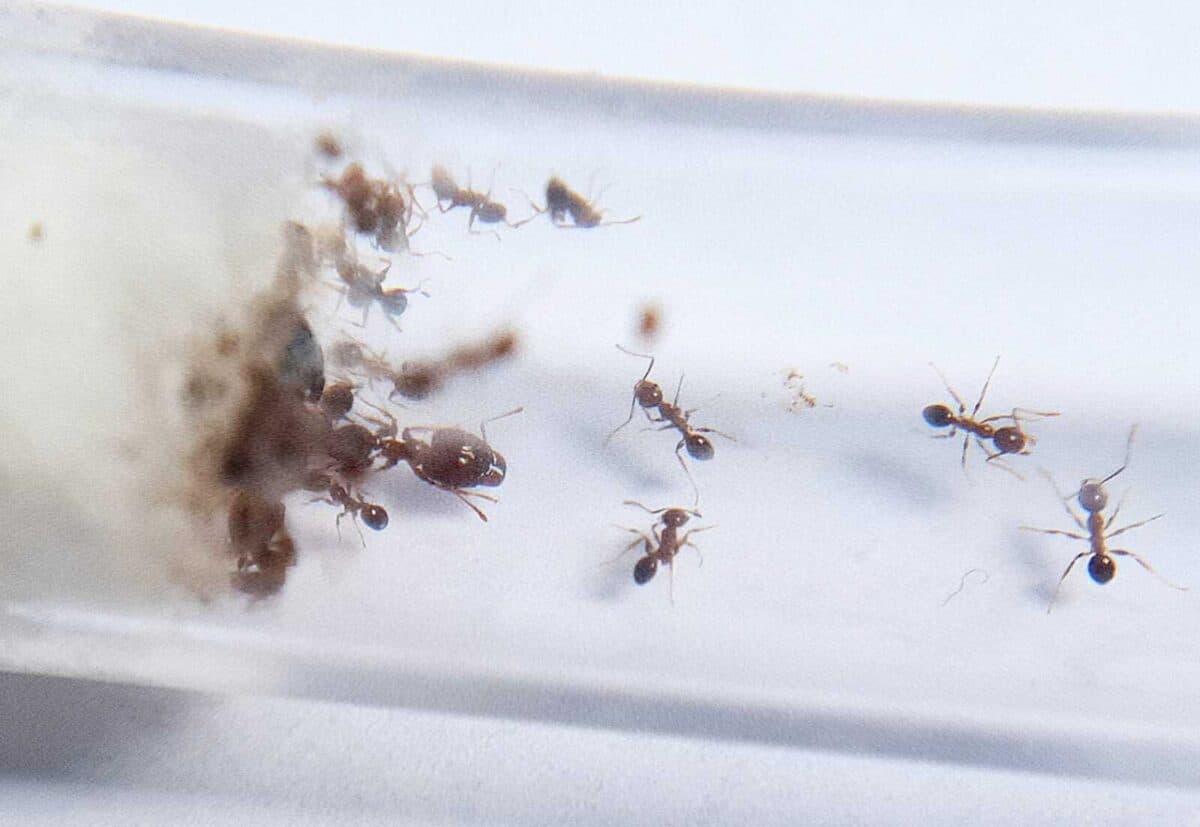 Product image: A close-up of Pheidole megacephala ant.