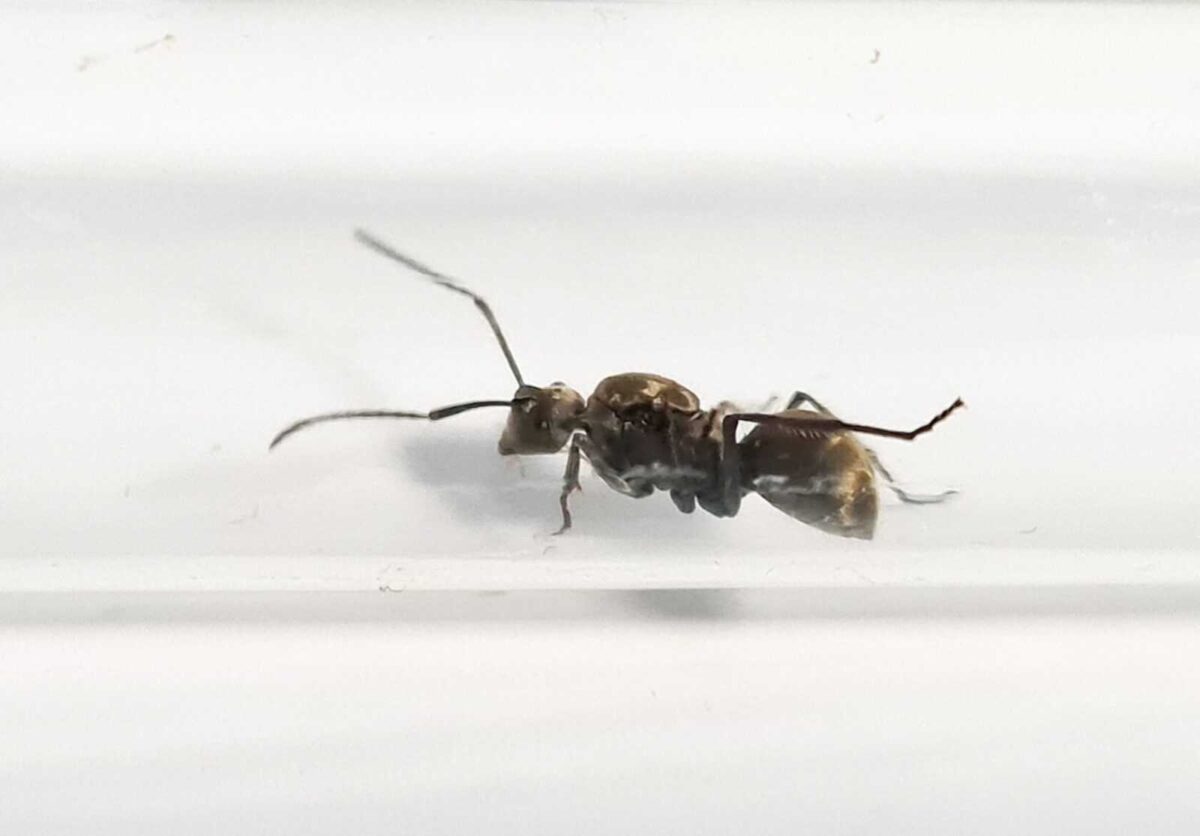 „Polyrhachis beccari Ergänzungsflasche mit Stichwort“