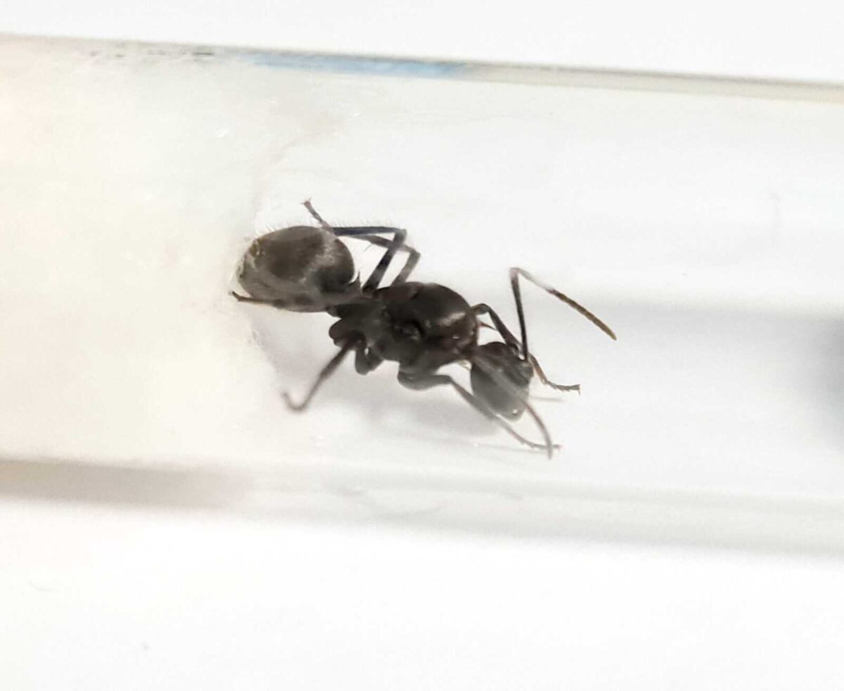 Продукт «Polyrhachis latona»: потужне та природне ключове слово.