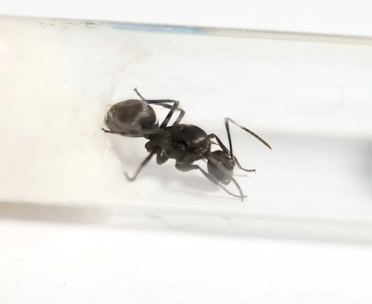 Produkt „Polyrhachis latona“: Kraftvolles und natürliches Schlüsselwort.