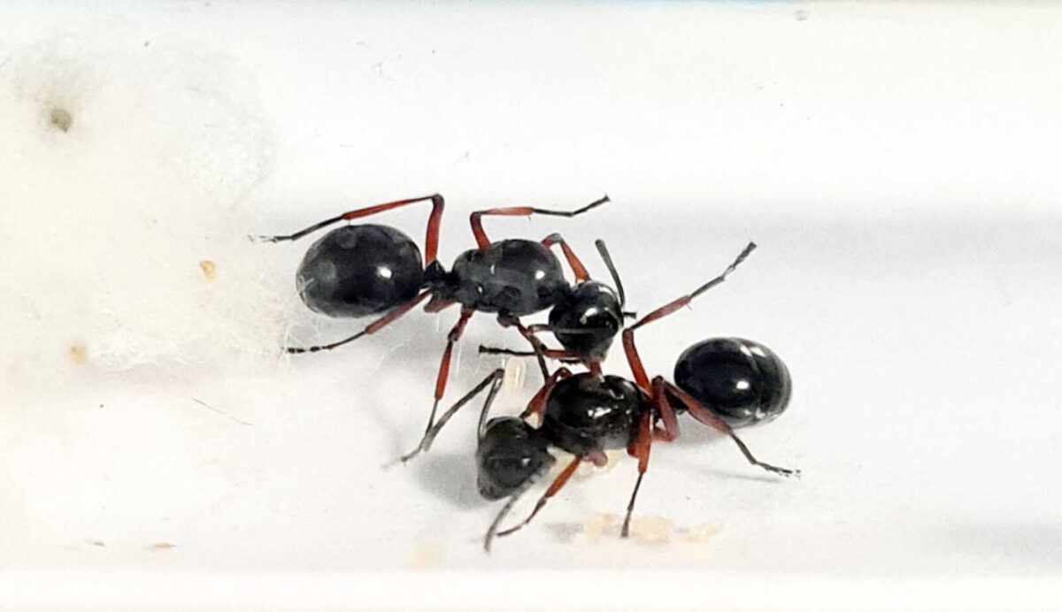 „Polyrhachis rastellata“ – Kraftvolle und natürliche Ergänzung.