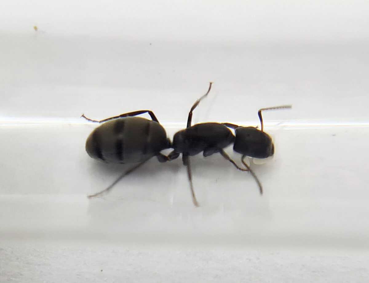 Inshot 20220409 1231 1 Camponotus lasiselene