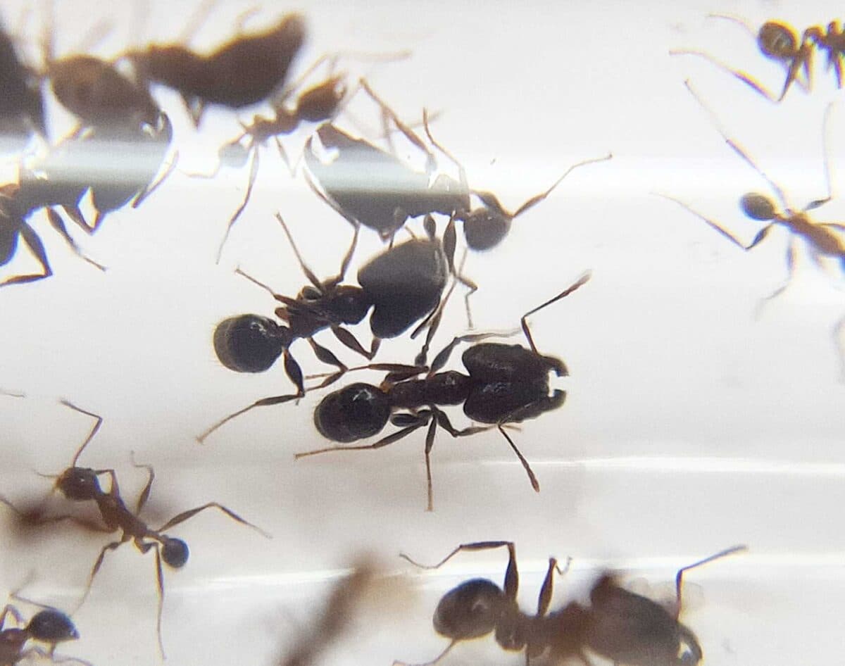 "Pheidole tjibodana ant species gathering food."