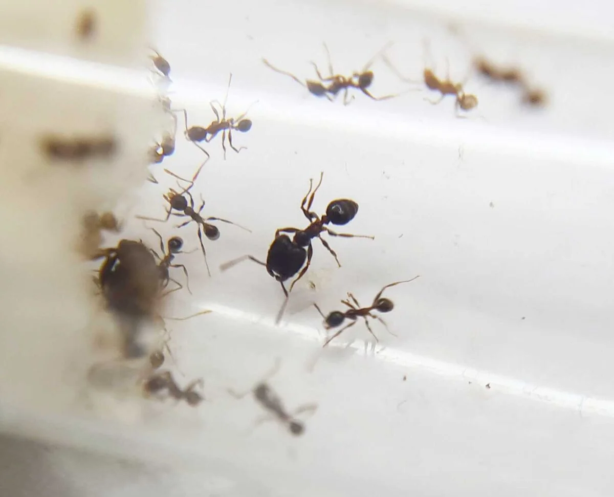 „Pheidole plagiaria – innovatives und effizientes Produkt.“