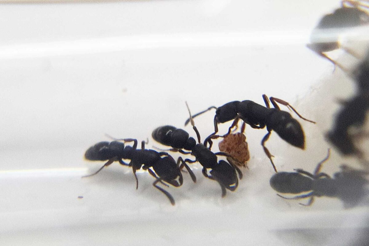 „Ectomomyrmex leeuwenhoeki-Ameise in einem natürlichen Lebensraum.“