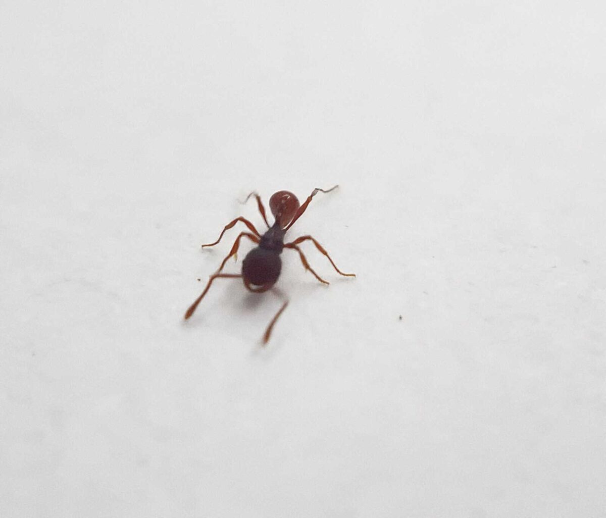 ''Pristomyrmex brevispinosus'' product: miniature ant specimen.