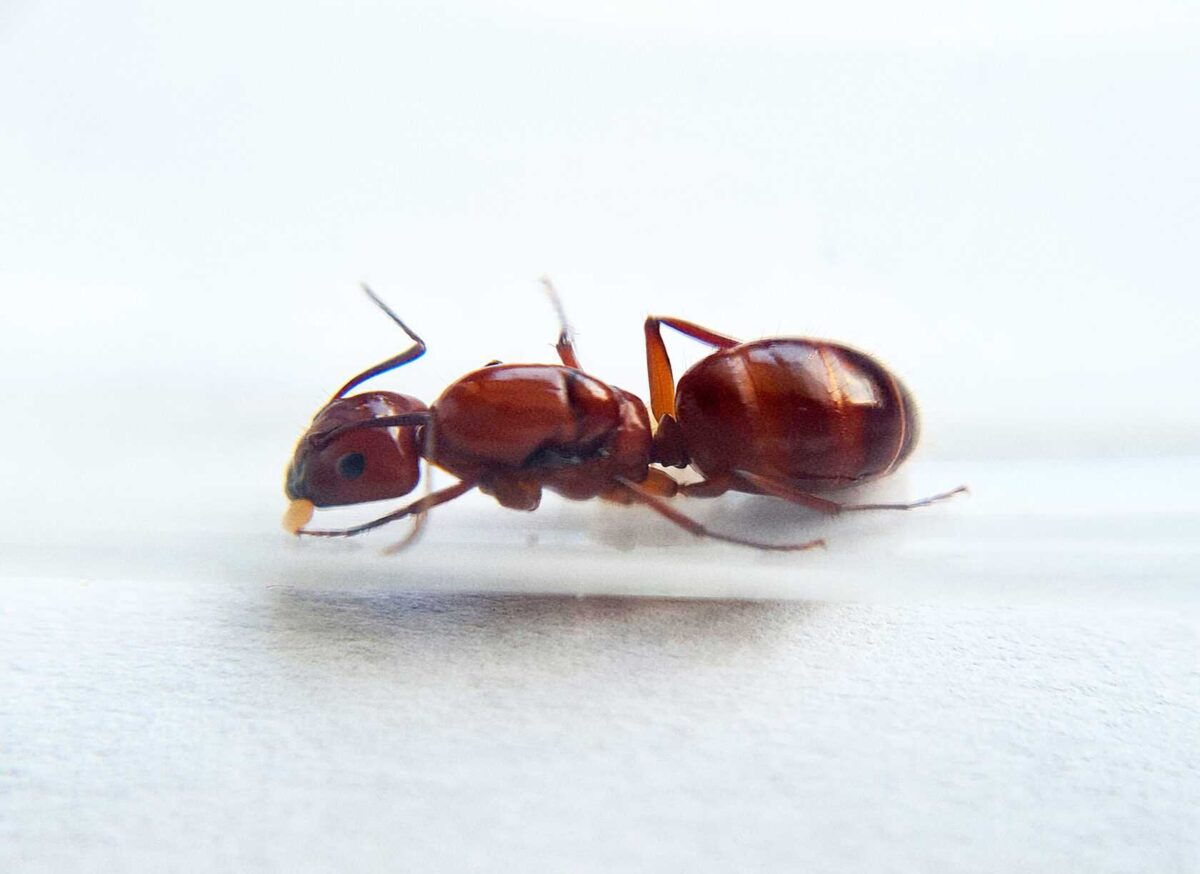 Farma mrówek Camponotus castaneus: odkryj cuda natury.