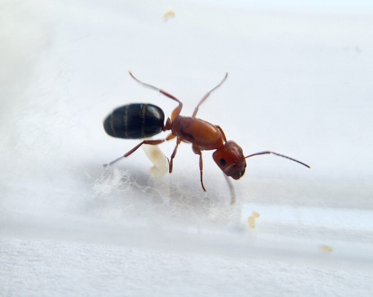 "Se vende colonia de hormigas Camponotus sayi."