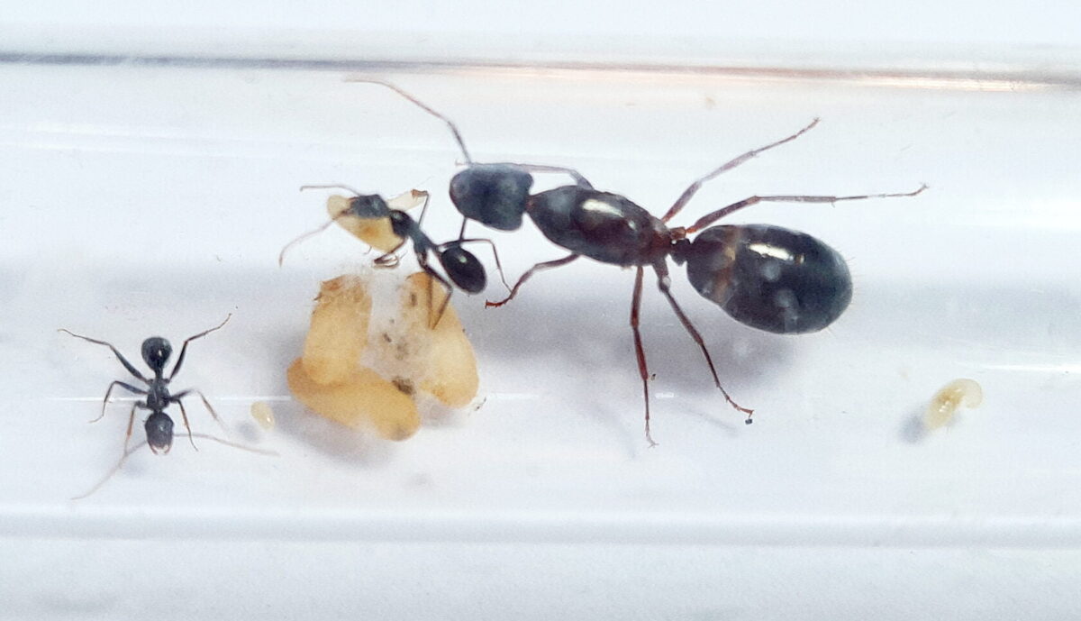 "Camponotus sylvaticus - The Forest Ant"