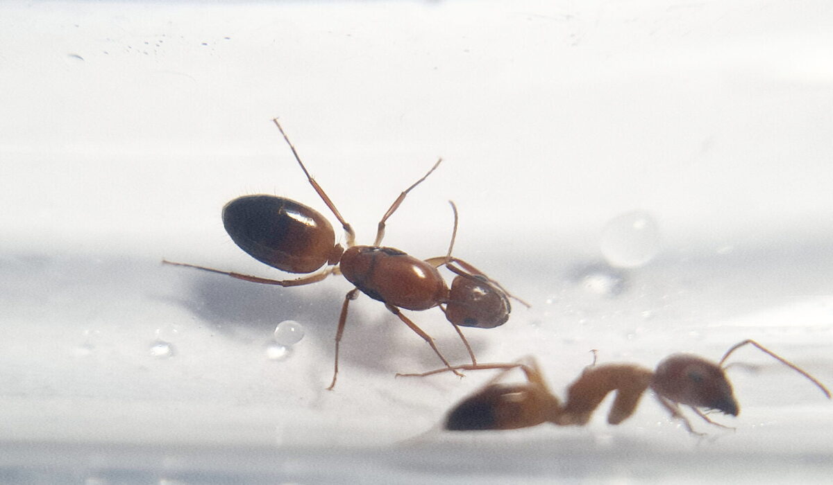 Alternativer Text: „Camponotus shaqualavensis – Eine einzigartige Ameisenart“