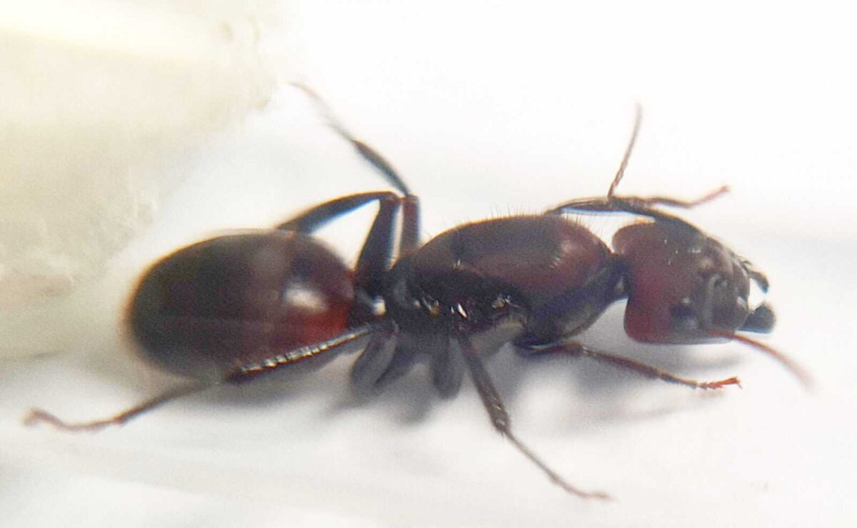 "Camponotus rufifemur ant colony for sale"