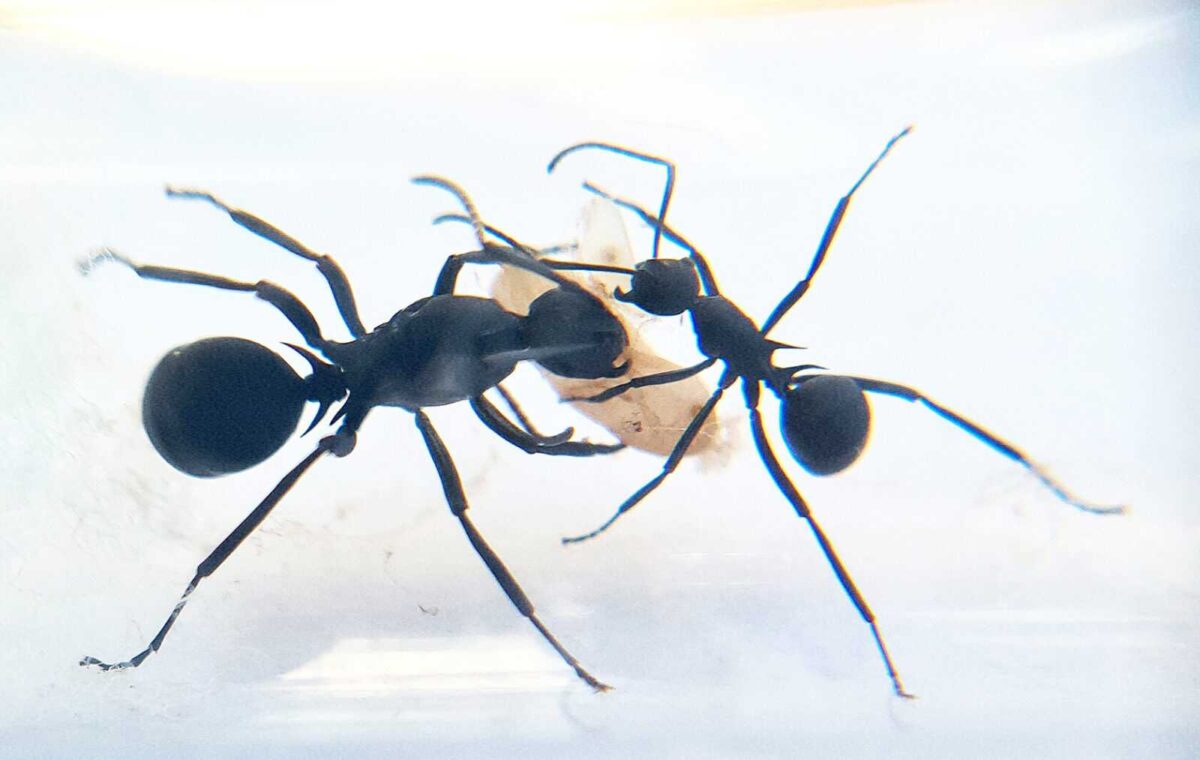 "Polyrhachis hauxwelli - Potente Suplemento Natural"