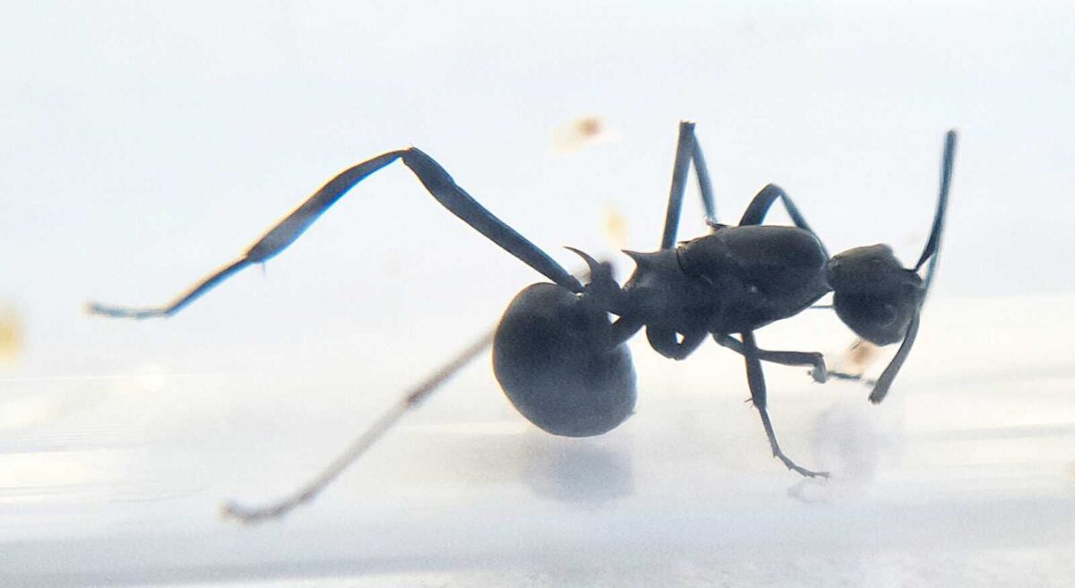 „Polyrhachis calypso: Natürliches Nahrungsergänzungsmittel“