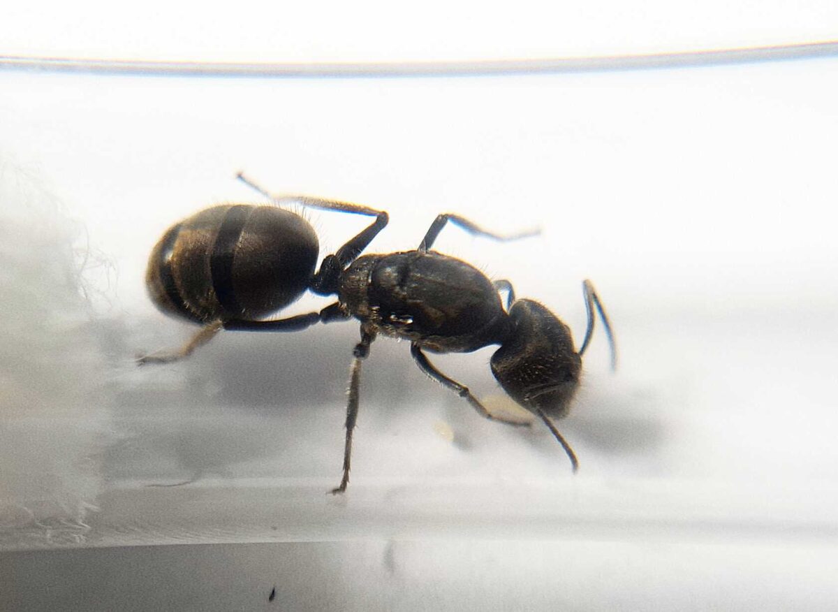 'Camponotus auriventris' - a vibrant ant species.