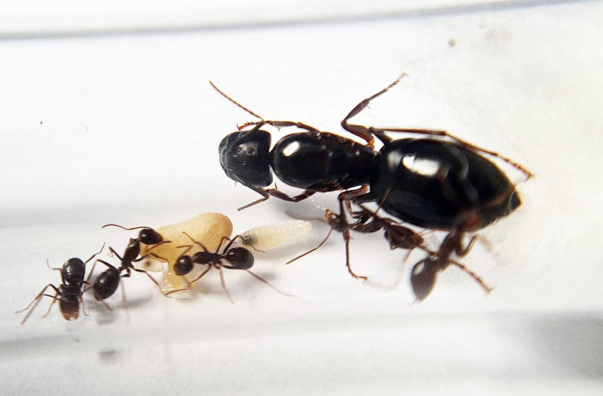 Fourmi charpentière noire "Camponotus camelinus" sur bois.