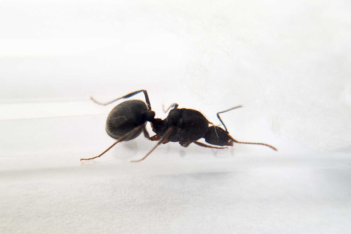 Immagine prodotto 'Aphaenogaster geei': piccoli insetti simili a formiche ideali per lo studio.