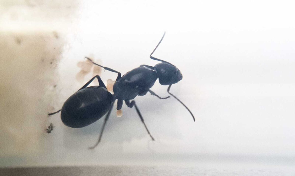 Formicaio 'Camponotus foreli' - affascinante habitat degli insetti.