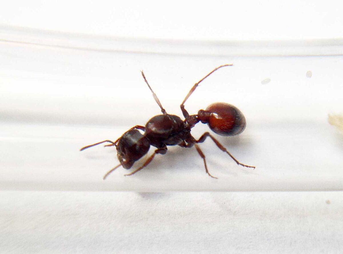 Pogonomyrmex rugosus: Producto duradero y eficiente