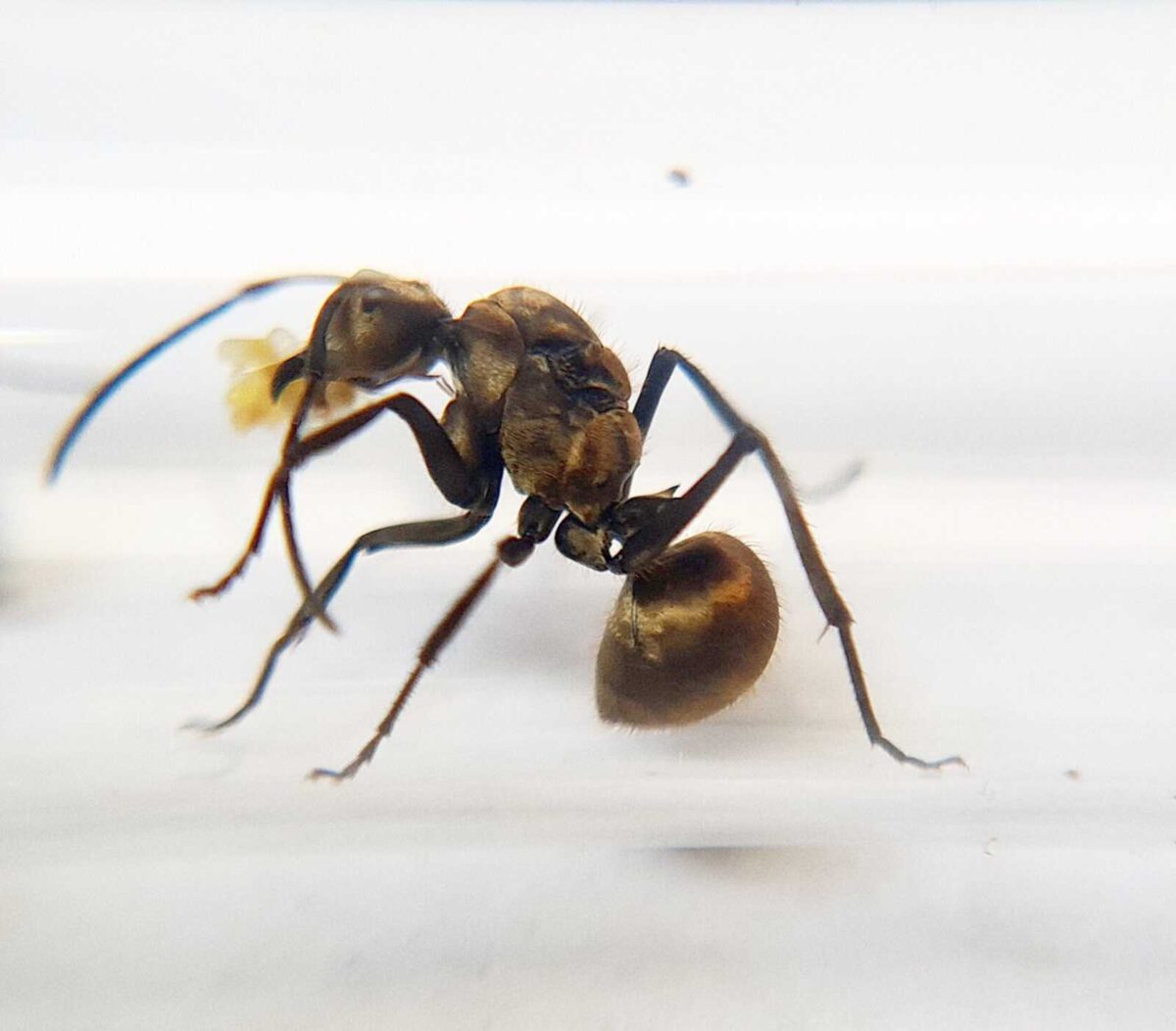 «Продукція Polyrhachis arcuata з натуральними інгредієнтами»