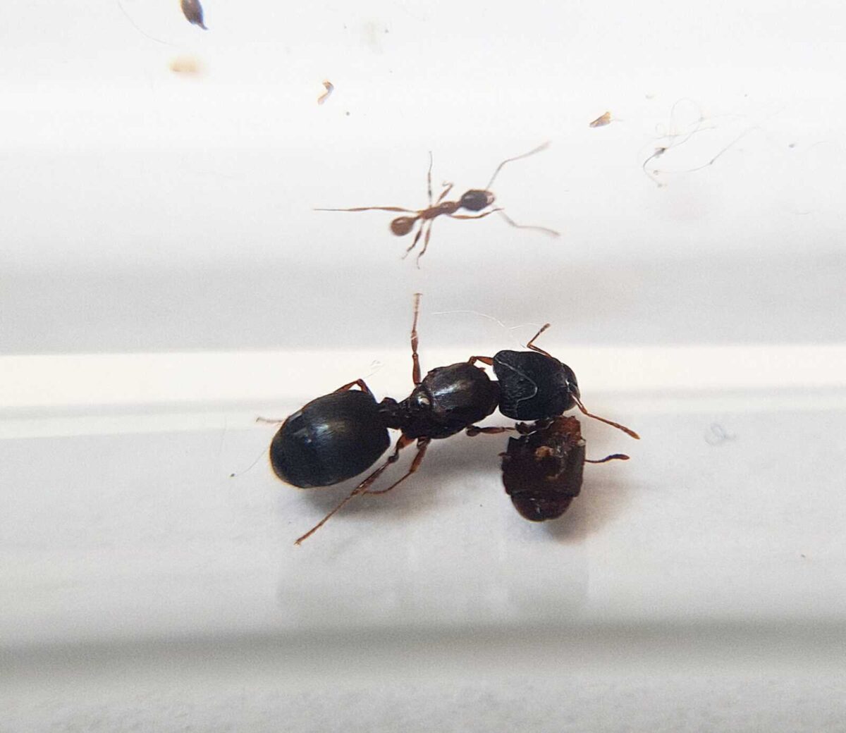 "La formica Pheidole planifrons appare nel suo habitat naturale"