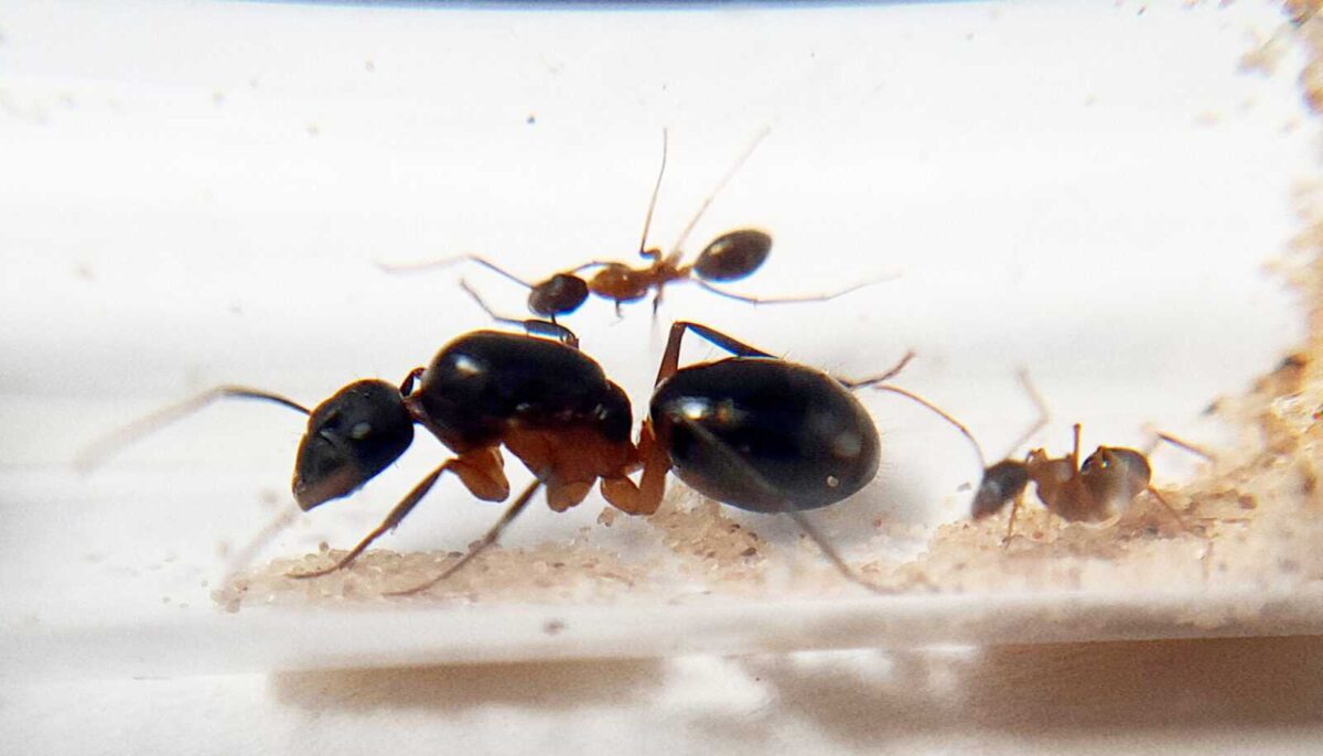 "La colonia di formiche Camponotus arnoldinus mostra un notevole lavoro di squadra."