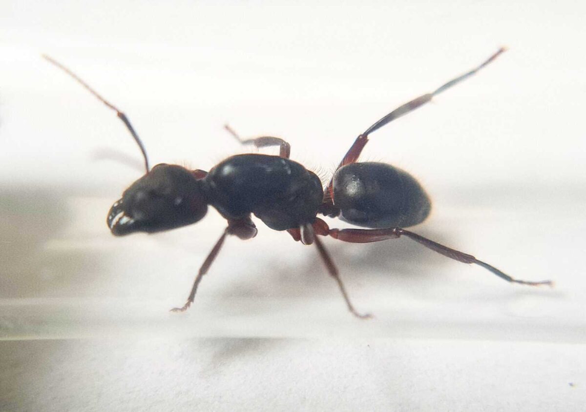 "Colonia di Camponotus irritabilis in un terrario"