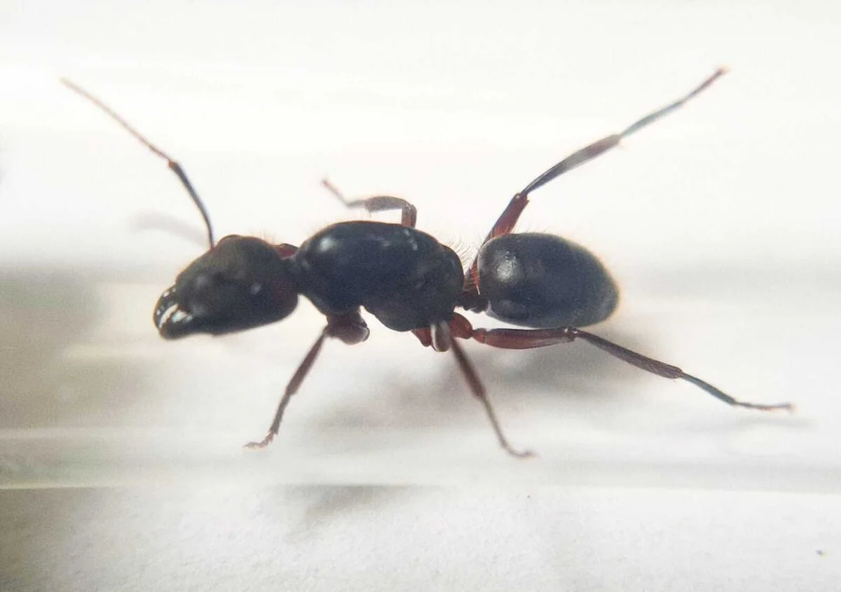 «Camponotus irritabilis колонія в тераріумі»