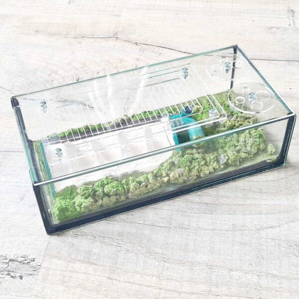 Formicarium „Typhon“: Stilvoll, geräumig und innovativ.