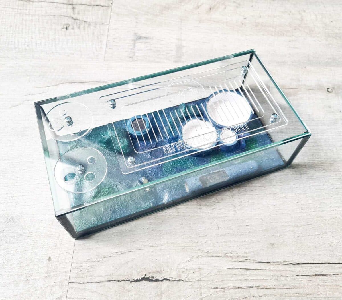 Formicarium „Typhon“ – Innovativer Ameisenlebensraum.