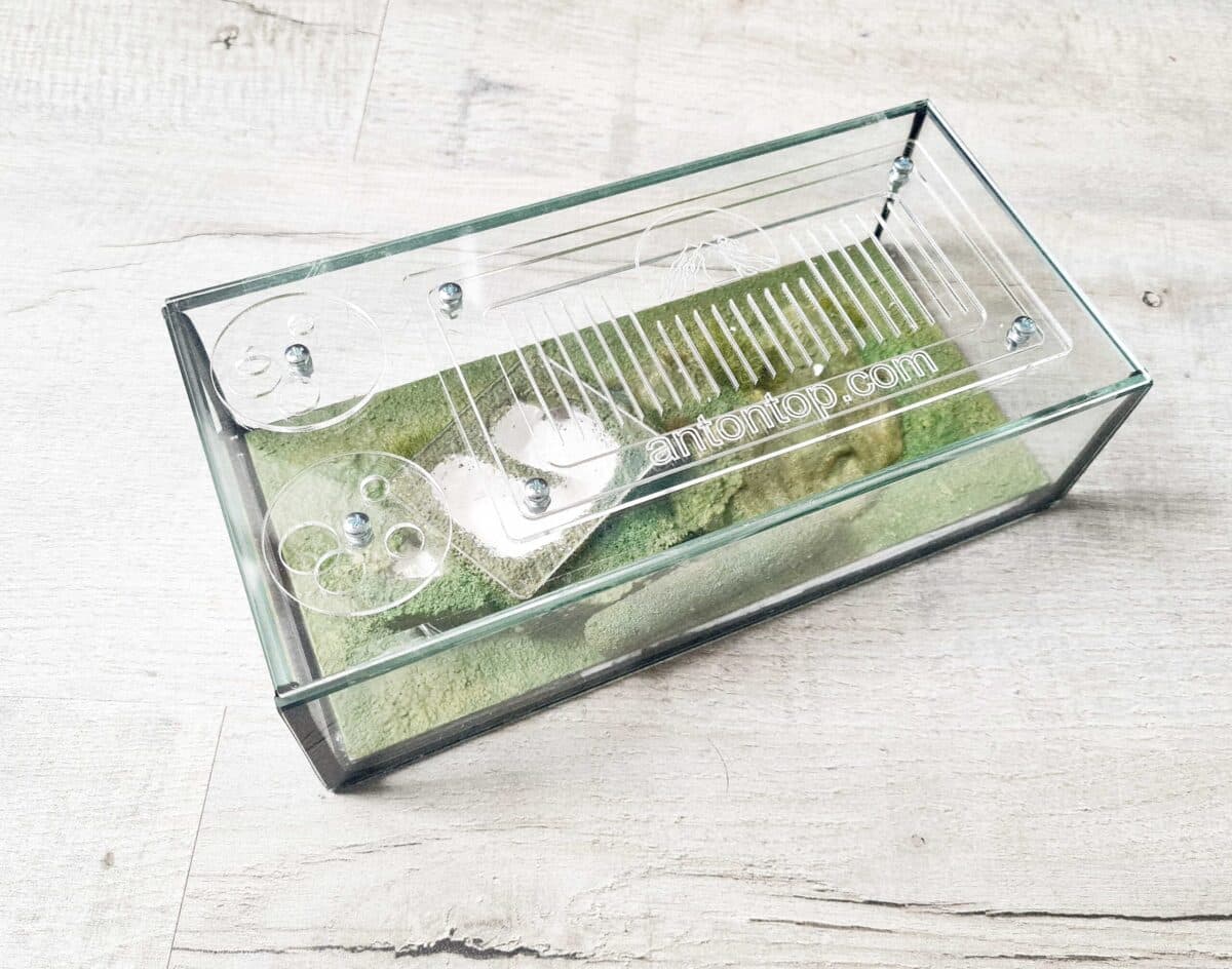 Formicarium "Typhon" - Hábitat innovador para hormigas