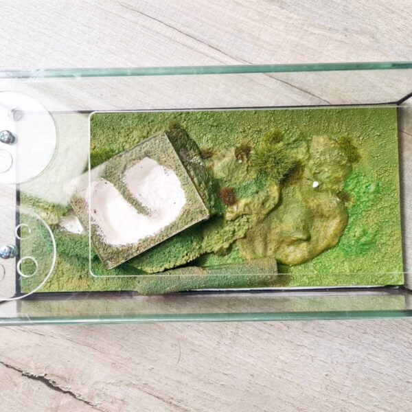 Formicarium „Typhon“ – Künstlerische Gestaltung des Ameisenreichs.