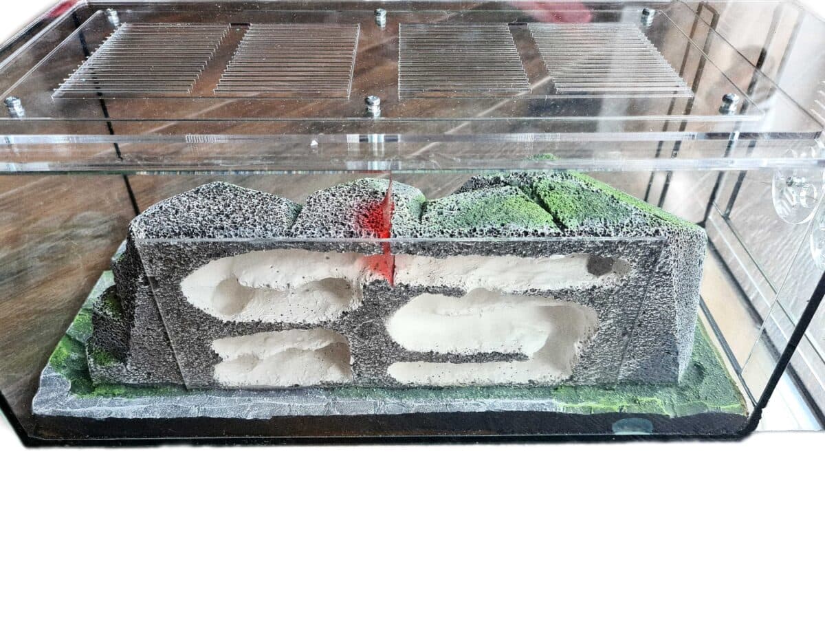 Formicarium "XLLLLL" - The Ultimate Ant Habitat